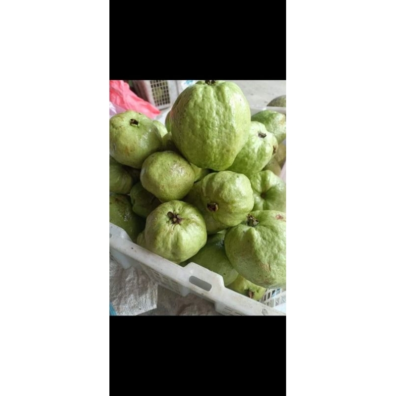 

jambu kristal 1 kg