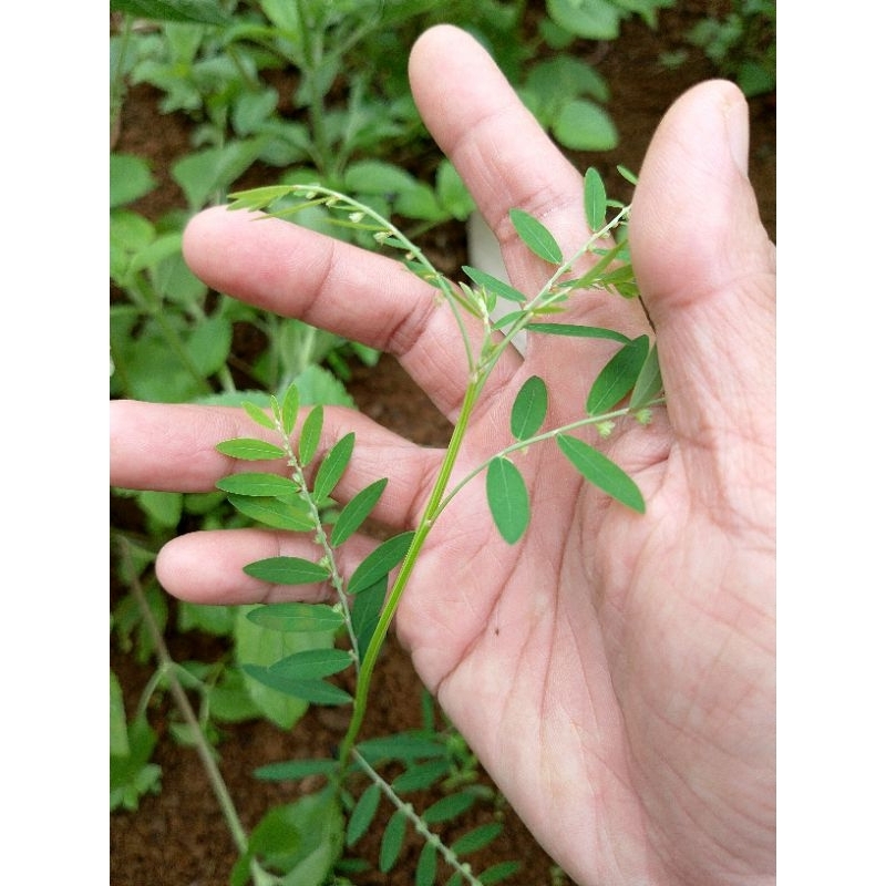 

daun Meniran hijau, tanaman kaya khasiat 100g