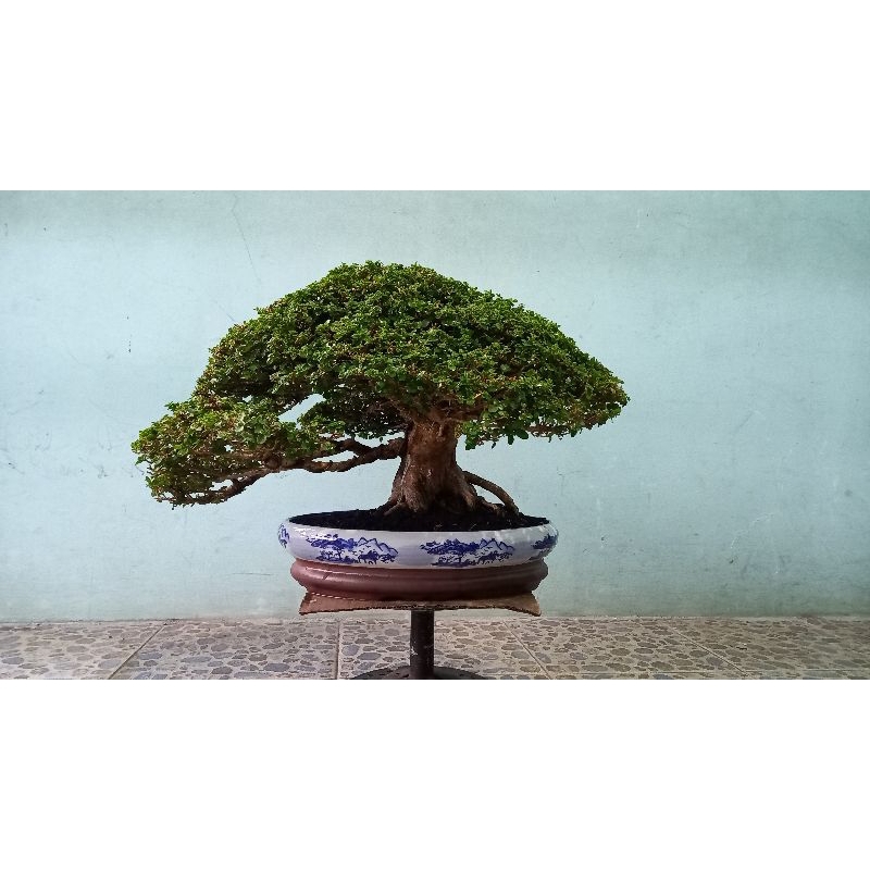 bonsai SANCANG kelas kontes jadi