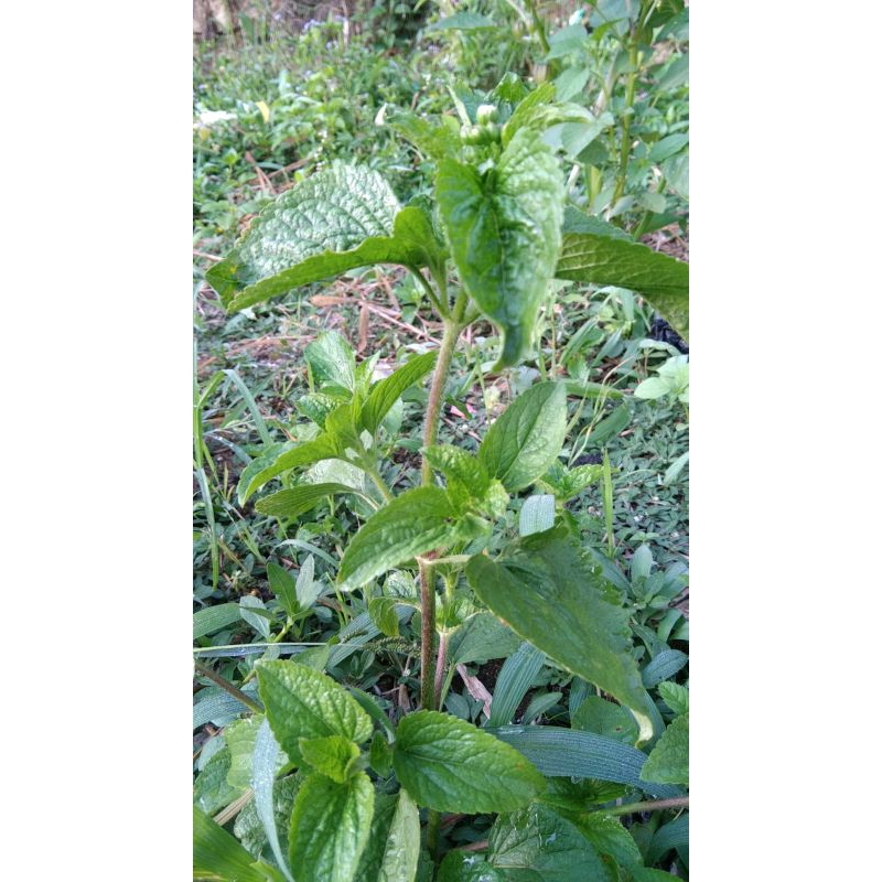 

Bandotan Segar Murah 1kg