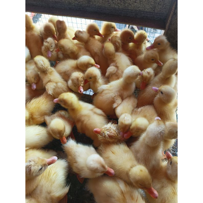 Dod Peking - Bebek Peking - Bebek Putih - Bebek Peking Pedaging