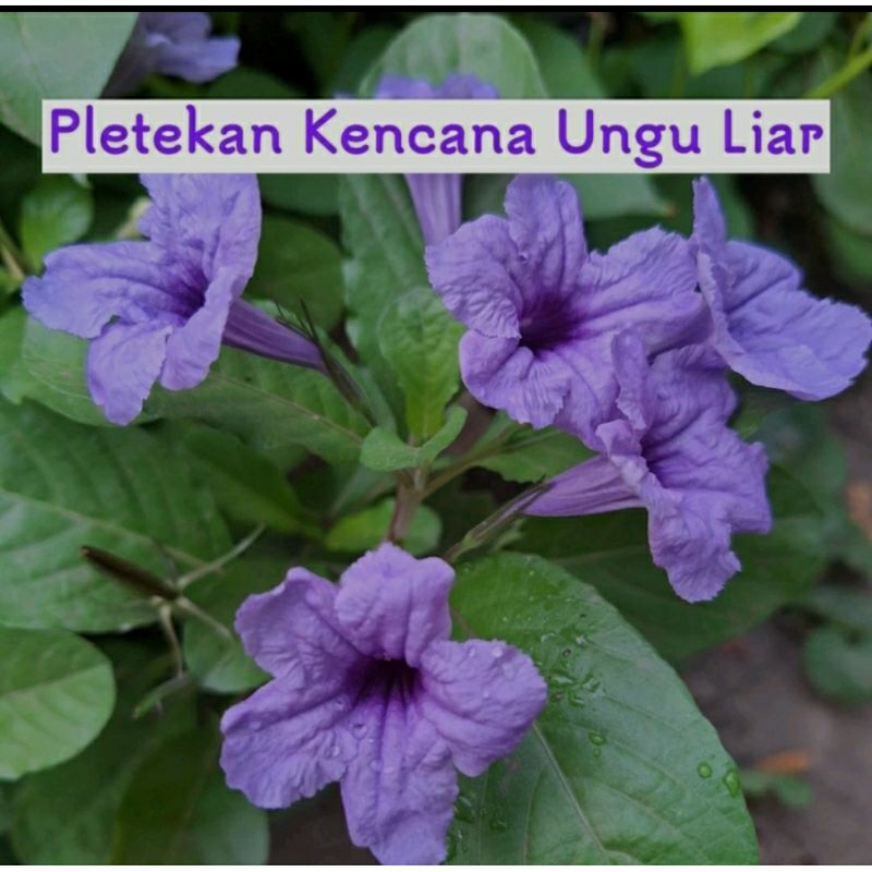 

200 GRAM DAUN KENCANA UNGU HEBAL