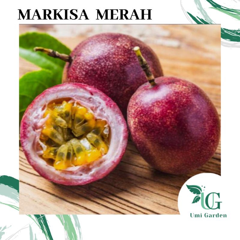 25 Biji Benih Buah Markisa Merah Asam Manis