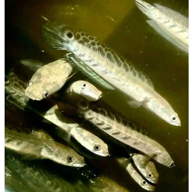 Beby Yellow Sentarum/YeS/Maru batik 6-10cm Bar Tebal