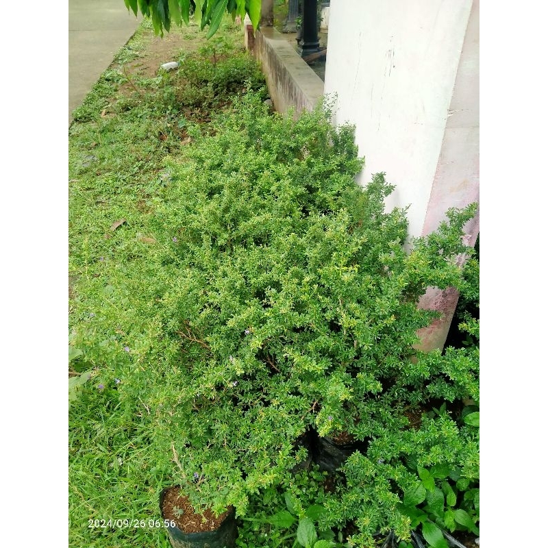 saeng simbur super mikro vietnam