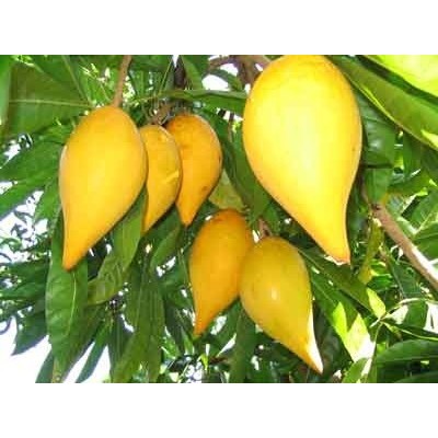 

Buah alkesah/sawo mentega manis fresh / Buah Alkesa 2kg / Buah Sawo