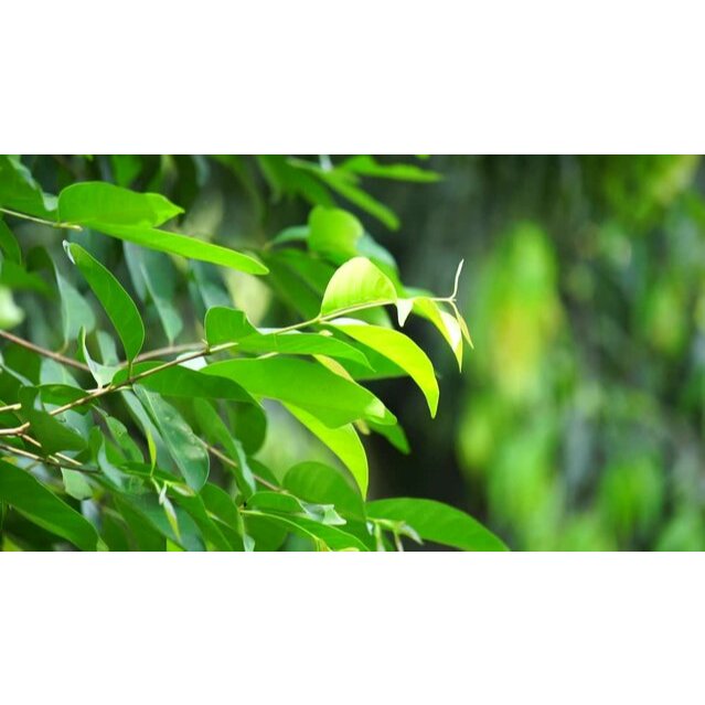 

Daun salam segar daun salam dari pohon salam sayur