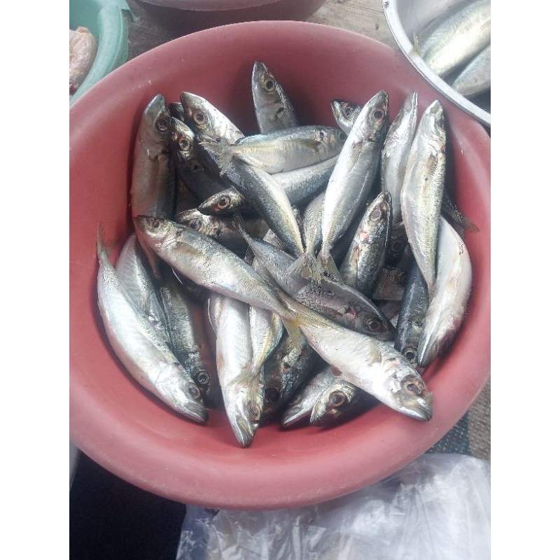 

Ikan Serai 500 gr / 1 kg