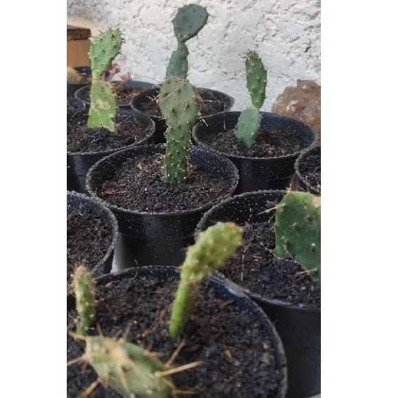 Kaktus Hias Mini / Kaktus Centong Mini / Kaktus Opuntia Cochenillifera