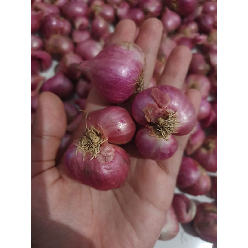 

bawang merah super