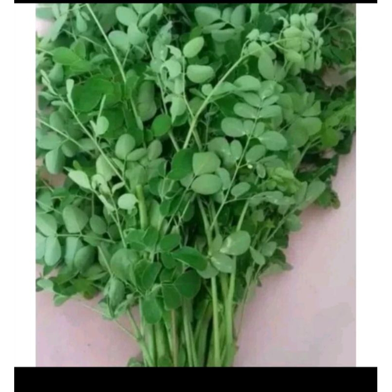 

daun kelor per ikat