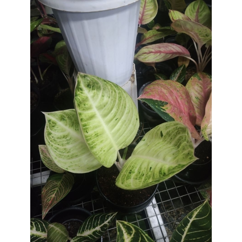 aglaonema moonlight violet