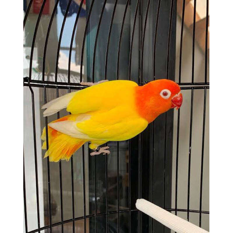 LOVEBIRD BIOLA LOVEBIRD LUTINO MATA MERAH