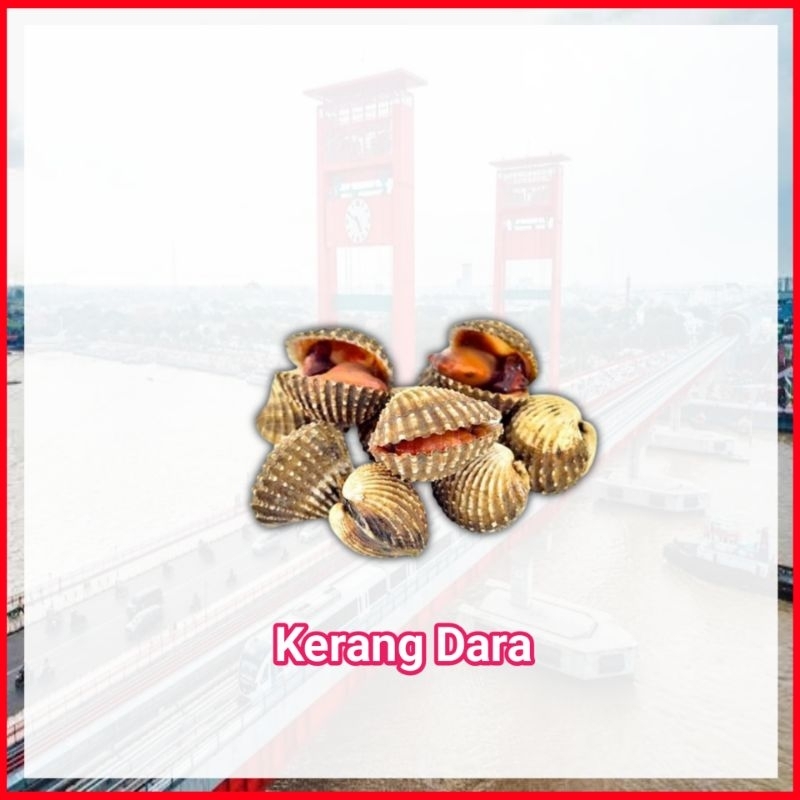 

Kerang Dara Palembang