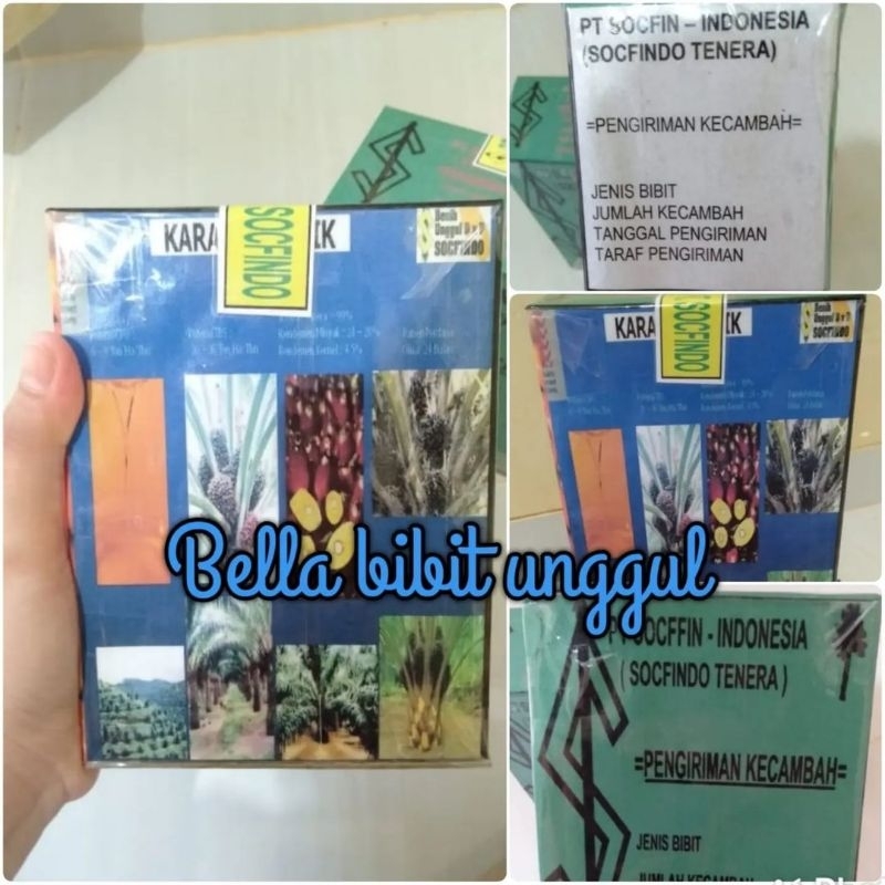 Benih kecambah sawit socfindo tenera siap semai (250 butir) kelapa sawit socfindo Bella bibit