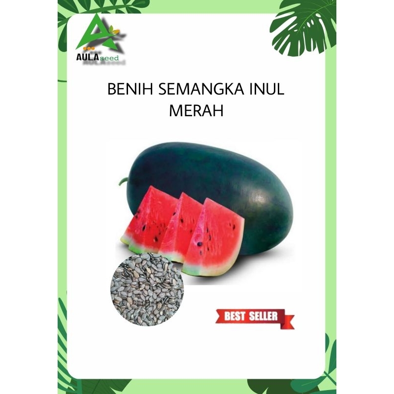 RB benih semangka inul merah paket combo 500 butir benih semangka inul merah