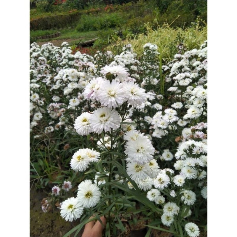 pikok putih/mahrit putih