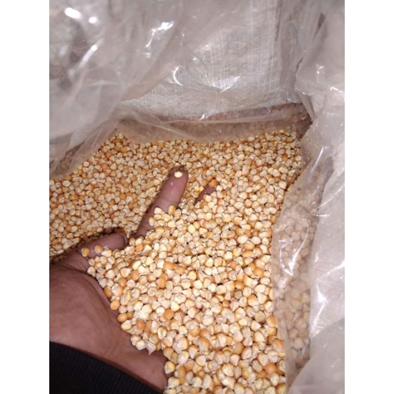 

jagung buat pakan ternak 500 gram