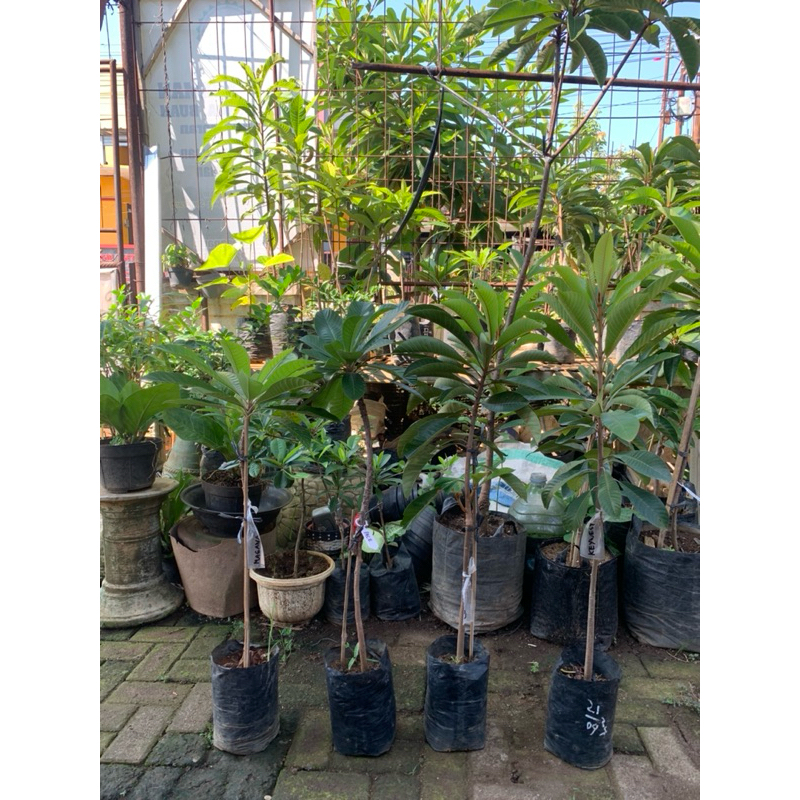 mamey sapote magana hasil sambung susu/okulasi