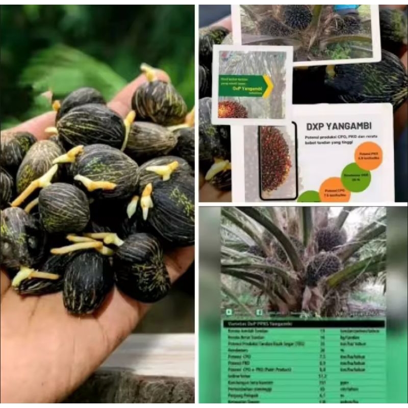 Paket 1000 BUTIR Benih PPKS YANGAMBI BERSERTIFIKAT