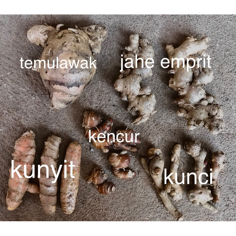 

paket hemat 500g JAHE,KENCUR,KUNYIT,TEMULAWAK,KUNCI.