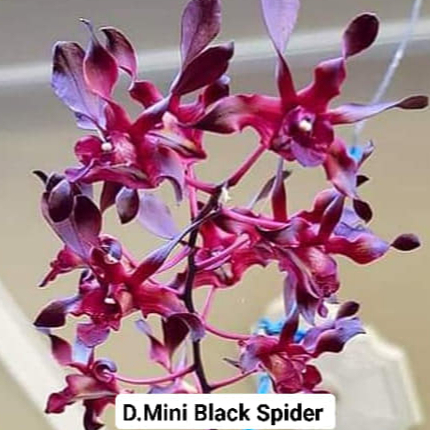 Anggrek Dendrobium Black Spider Mini Thailand