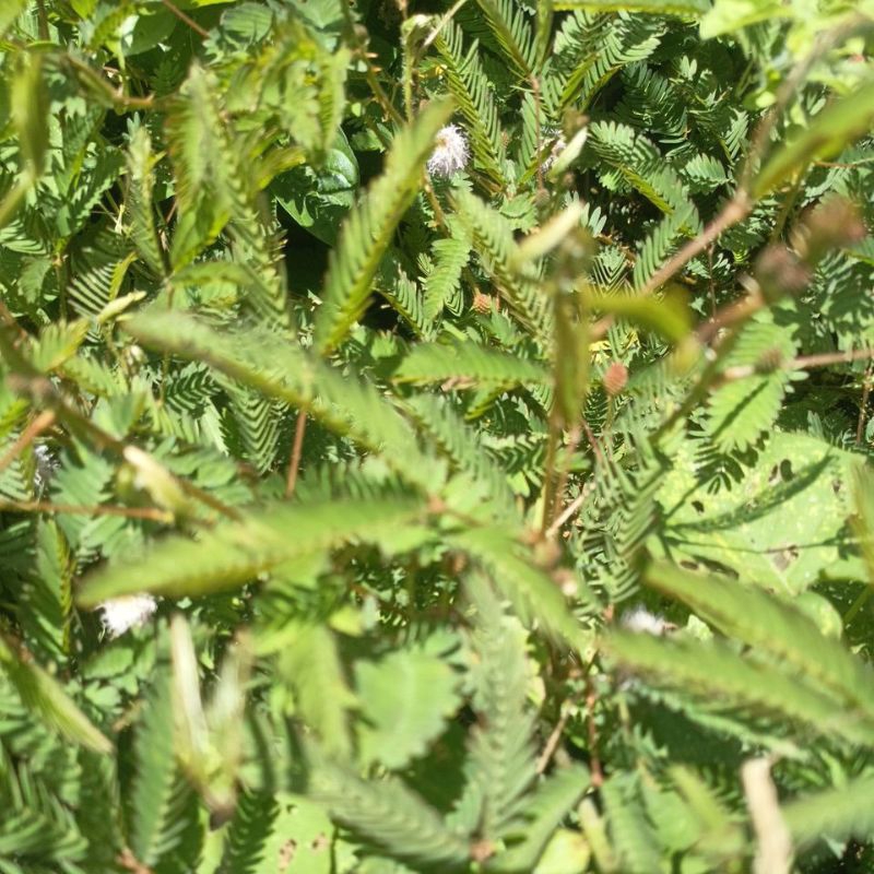 

teh herbal daun putri malu