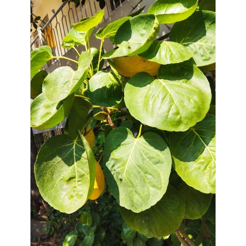 

Daun mangkokan segar per 100gram