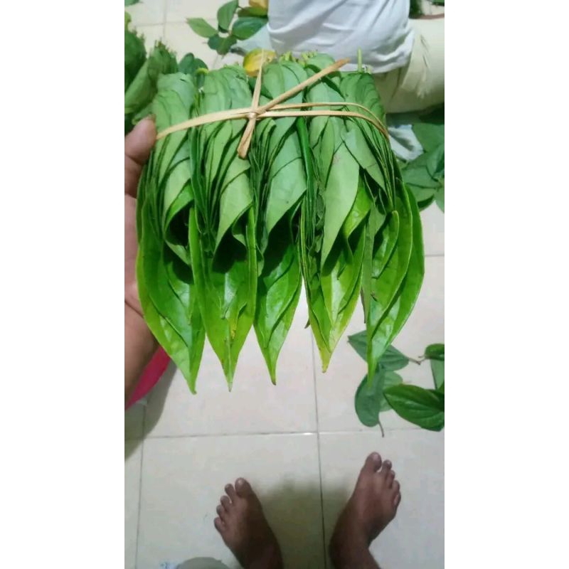 

daun sirih medan 1 ikat