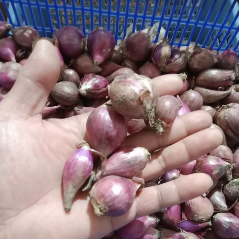 

bawang merah super