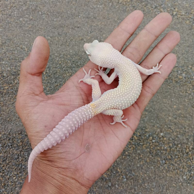 mainan leoprad gecko blizzard