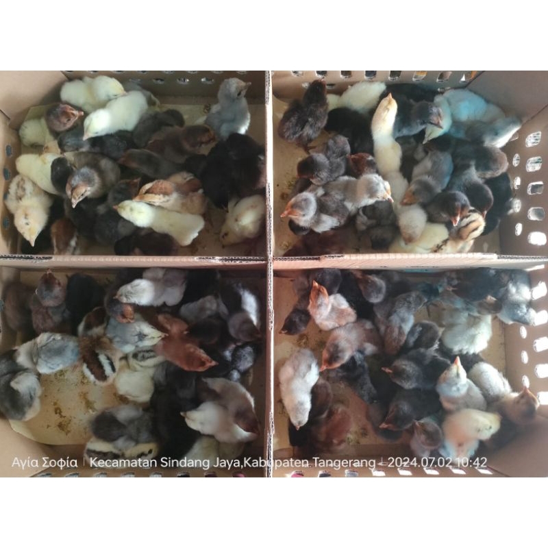 Doc anak ayam kampung asli (harga/ekor)