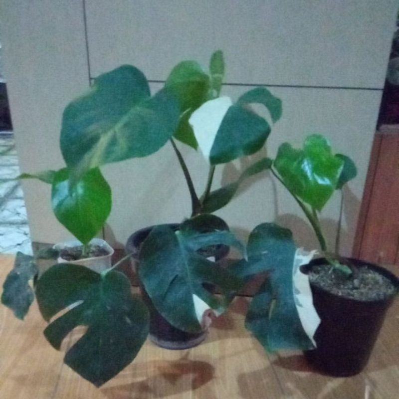monstera halfmoon Varigata