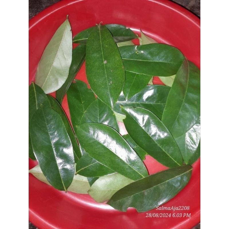 

Daun Sirsak Segar 50 Lembar Obat Herbal Alami PETIK LANGSUNG SAAT ORDER