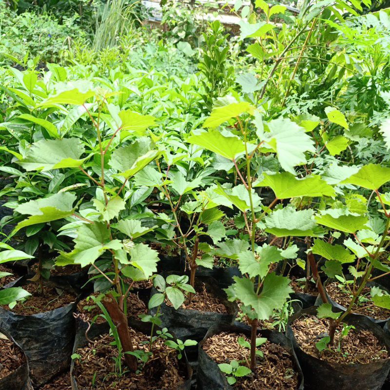 Bibit anggur hijau / pohon anggur hijau