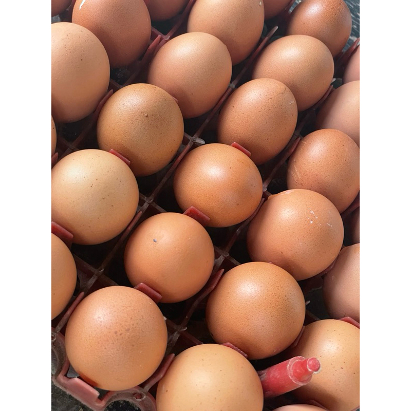 

Telur Ayam 1kg Fresh Premium