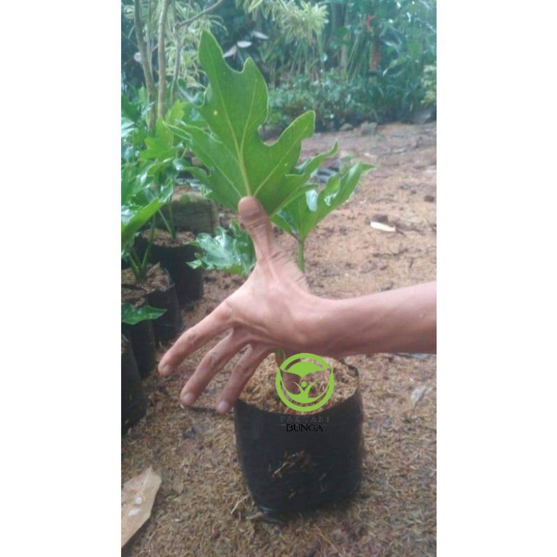bunga dendron jari philodendron murah
