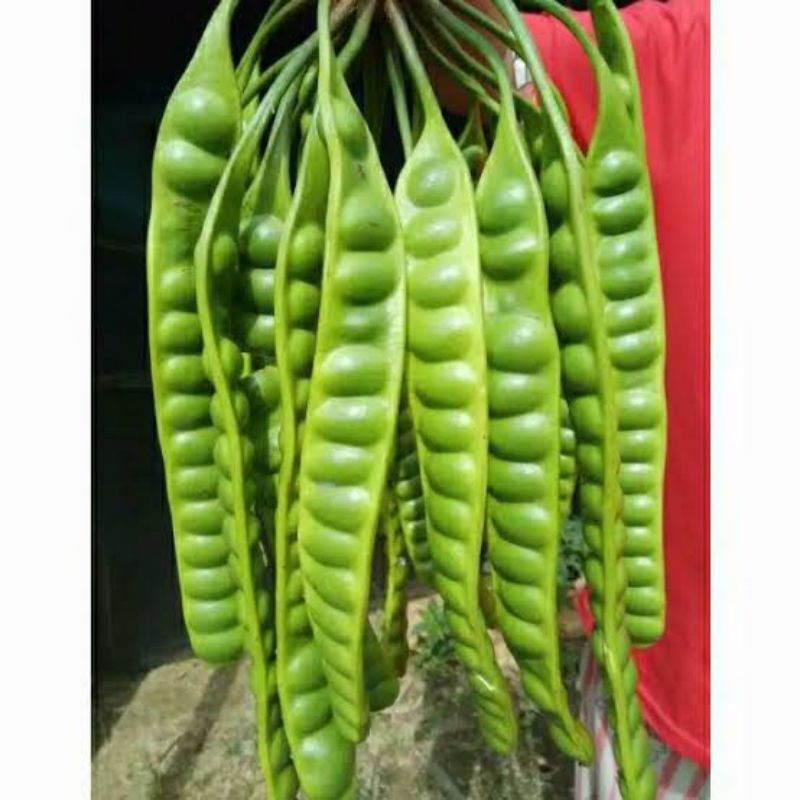 

petai besar 10 lonjor/unting petai grade A