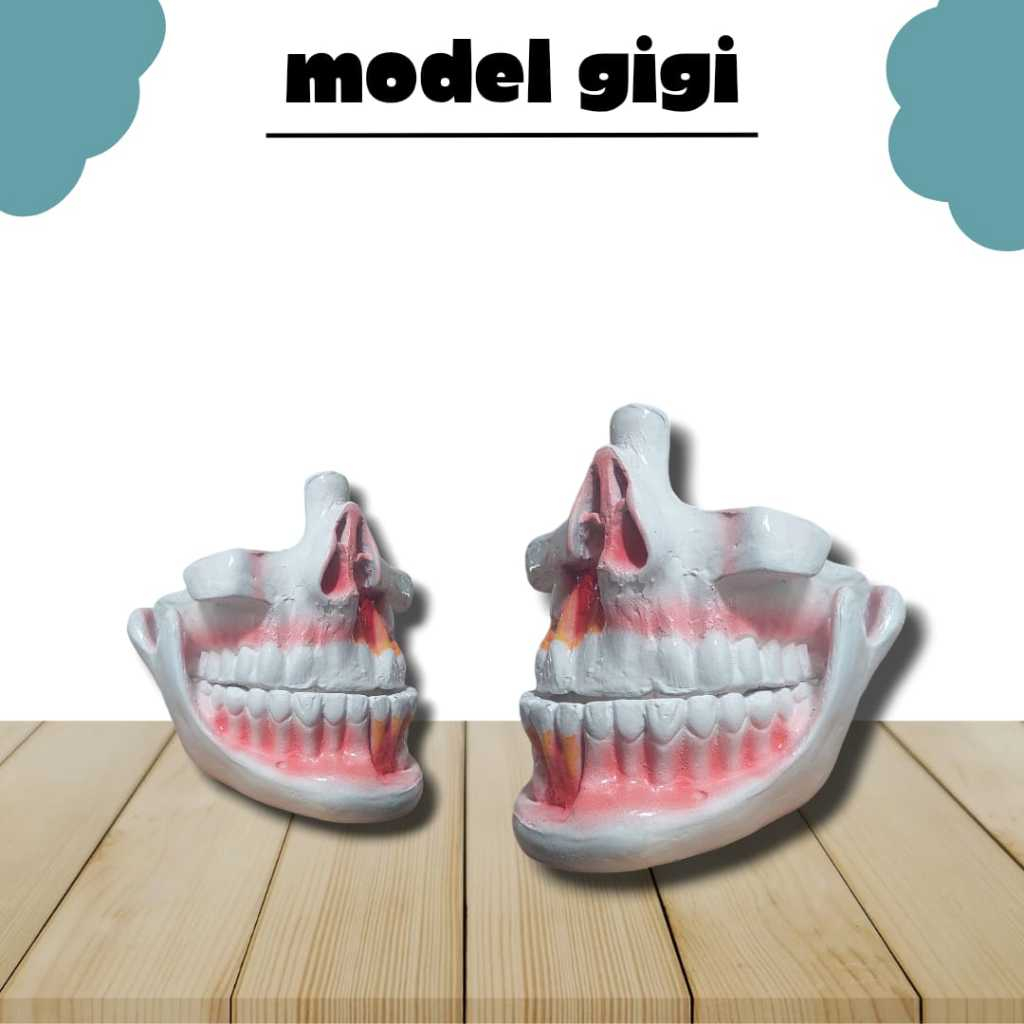 

Model Anatomi Manusia Bentuk Gigi - ( Alat Peraga IPA )