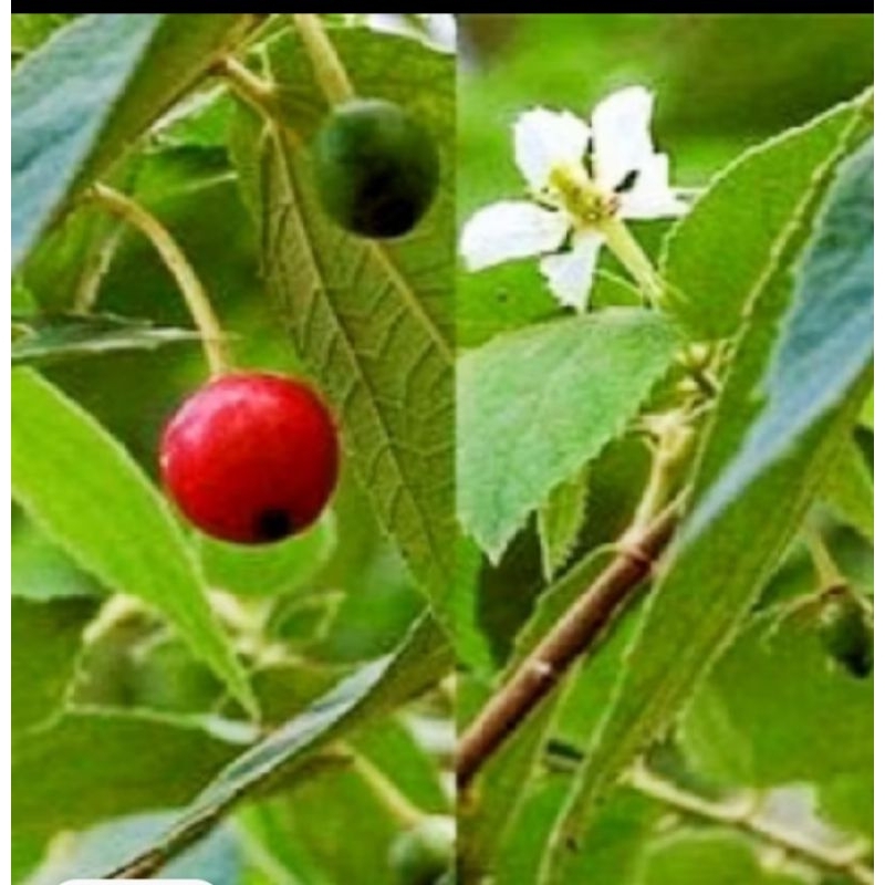 

10 BUTIR HERBAL BUAH TALOK MANIS MADU