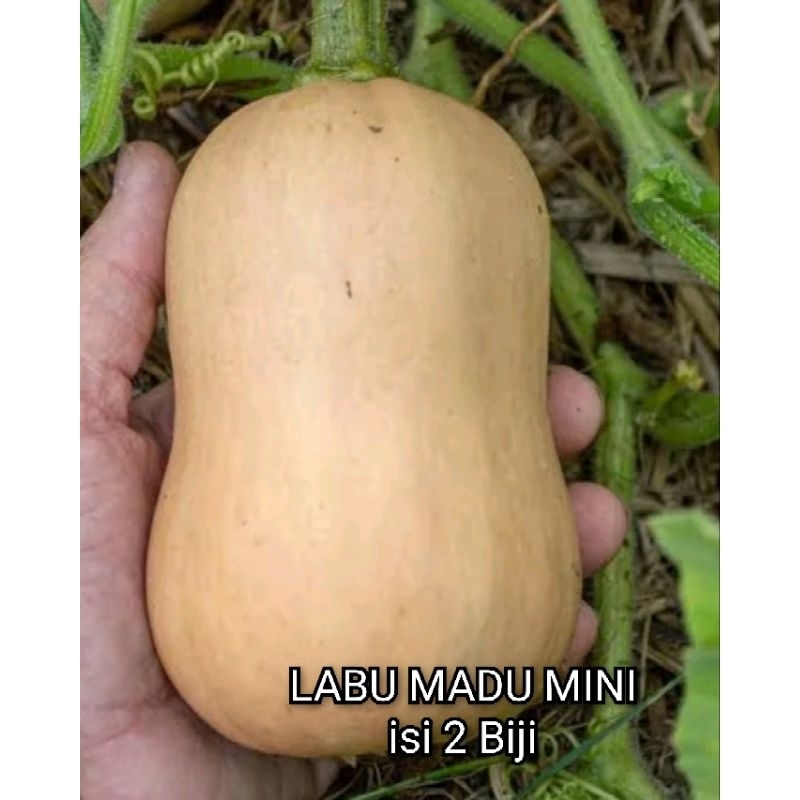 Benih Labu Madu mini