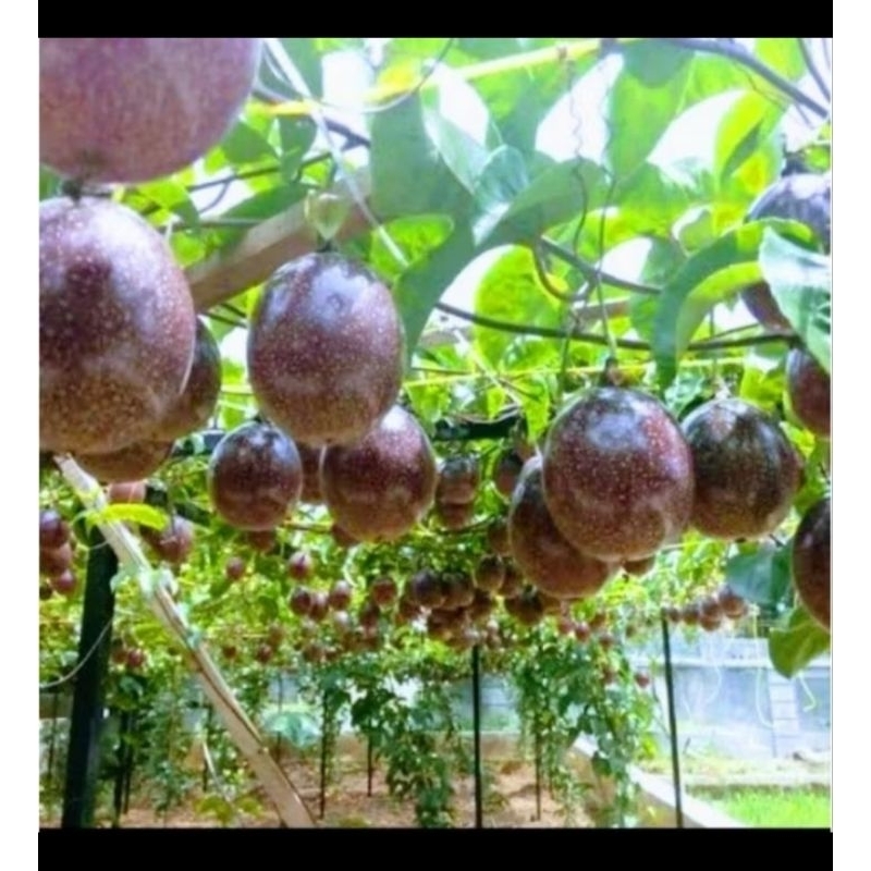 

Bibit buah markisa merah