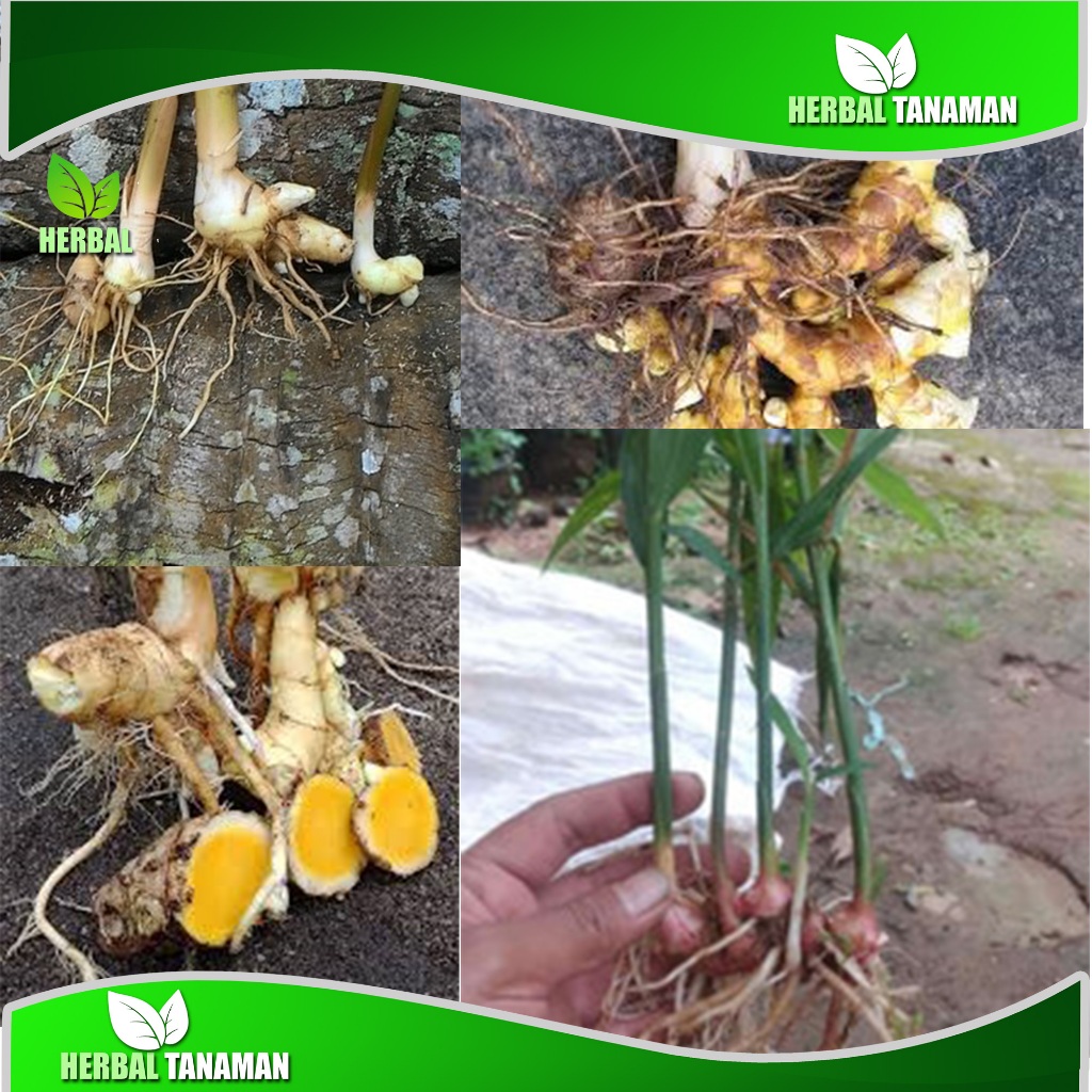 

Akar Temu Mangga 100 gram obat herbal alami tradisional