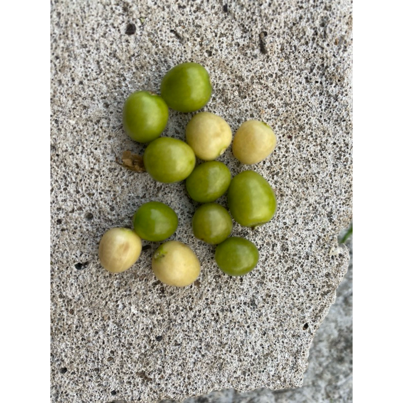 

Buah ciplukan segar | Buah cecendet | Daun Ciplukan liar | 1001 manfaat