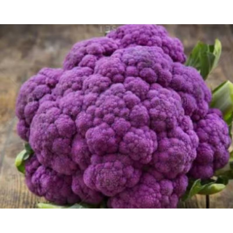 15 Benih KEMBANG KOL BUNGA KOL UNGU