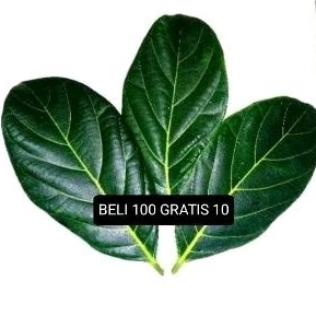 

DAUN NANGKA / JACKFRUIT LEAF HERBAL PER LEMBAR SEGAR PETIK SAAT ORDER