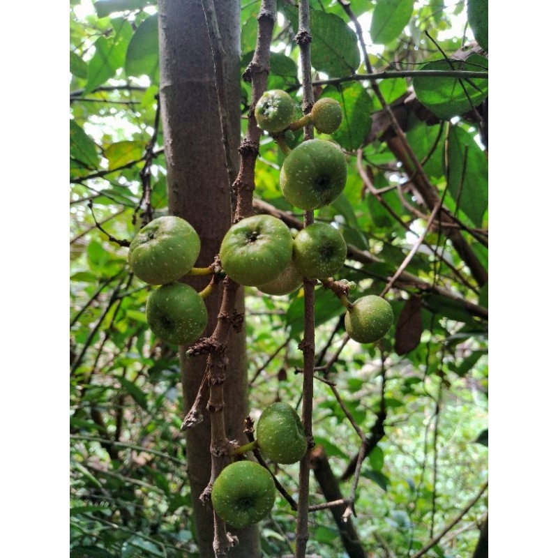 

buah bisoro