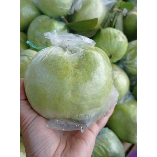 

Jambu Kristal Cocok untuk Diet dan Ibu Hamil