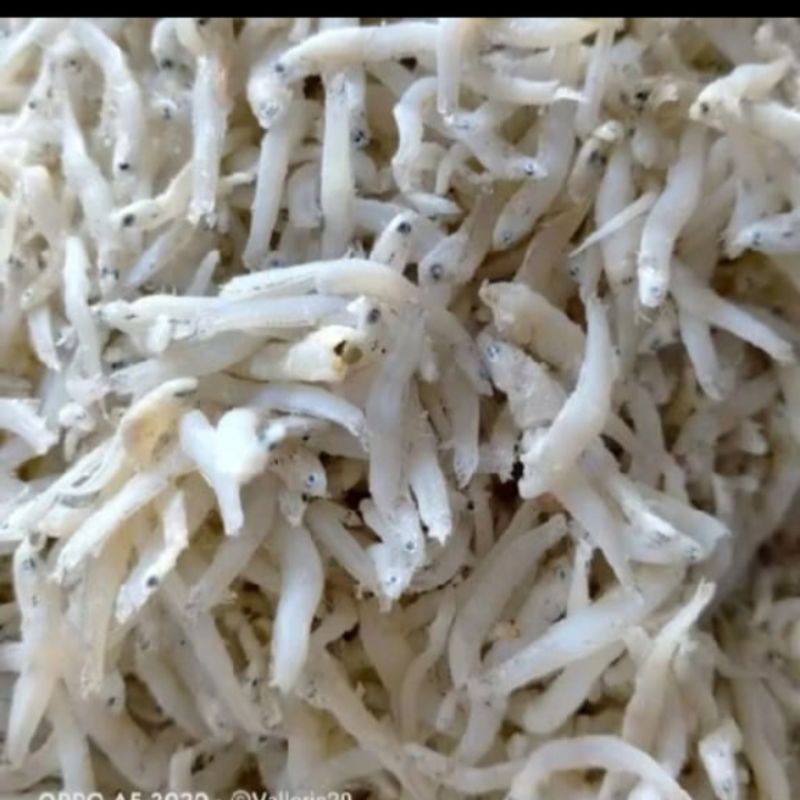 

Teri Toge Kualitas Super Fresh Khas Medan 500 gram