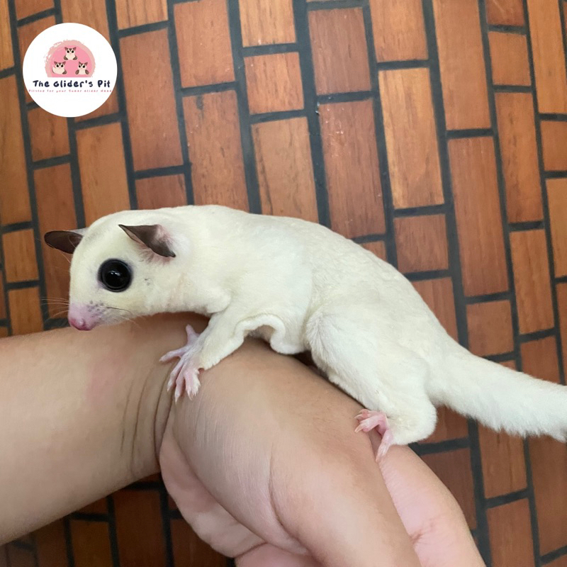 Sugar Glider Joey Betina Platinum Mosaic